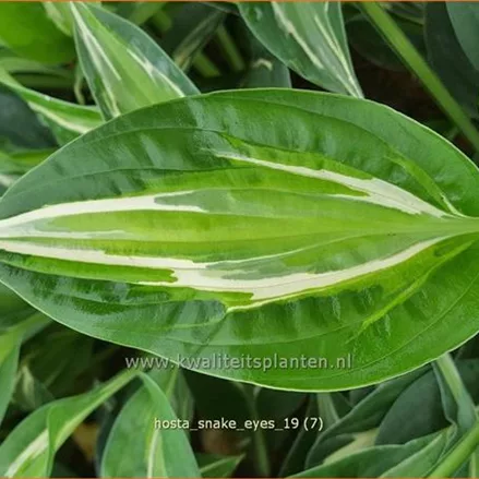 Hosta 'Snake Eyes'