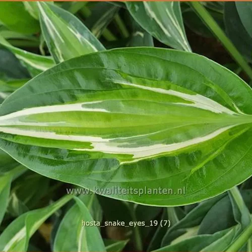 Hosta 'Snake Eyes'