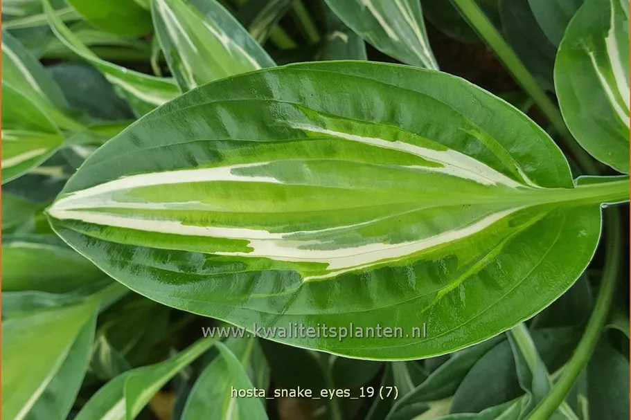 Hosta 'Snake Eyes'