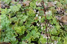 Heuchera 'Marmalade'(s)