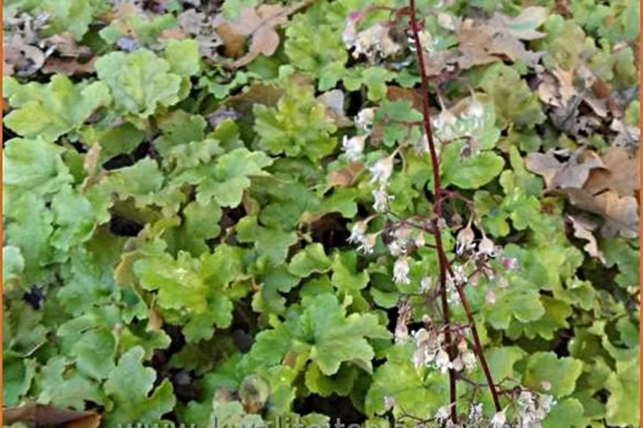 Heuchera 'Marmalade'(s)