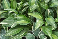 Hosta 'Snake Eyes'