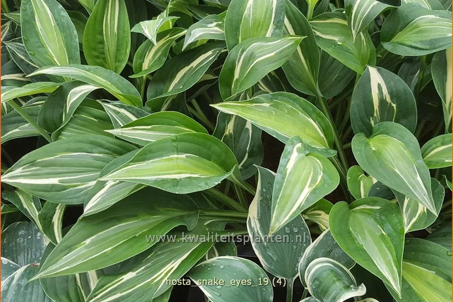 Hosta 'Snake Eyes'