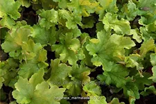 Heuchera 'Marmalade'(s)