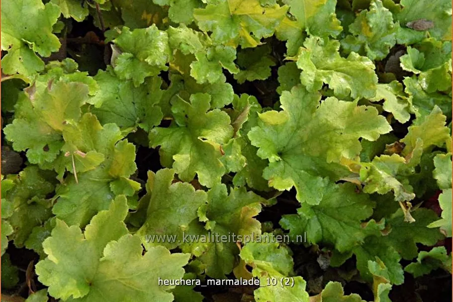 Heuchera 'Marmalade'(s)