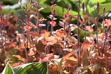 Heuchera 'Marmalade'(s)