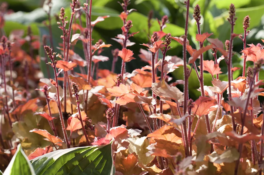 Heuchera 'Marmalade'(s)