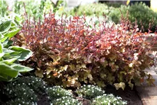 Heuchera 'Marmalade'(s)