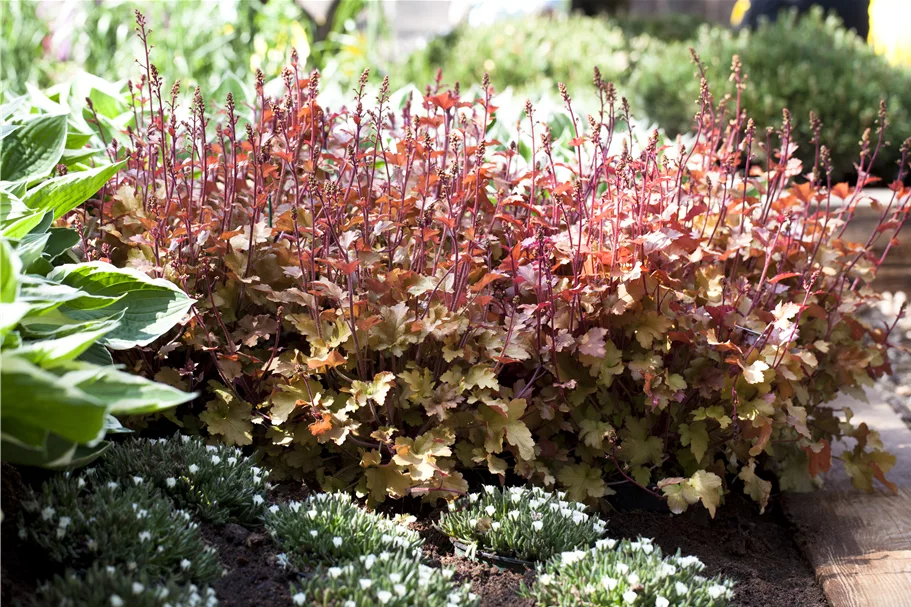 Heuchera 'Marmalade'(s)