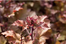 Heuchera 'Marmalade'(s)