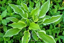 Hosta plantaginea 'So Sweet'