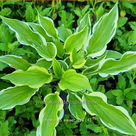 Hosta plantaginea 'So Sweet'