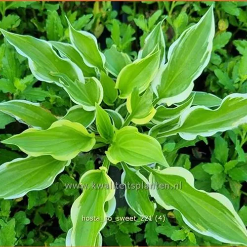 Hosta plantaginea 'So Sweet'
