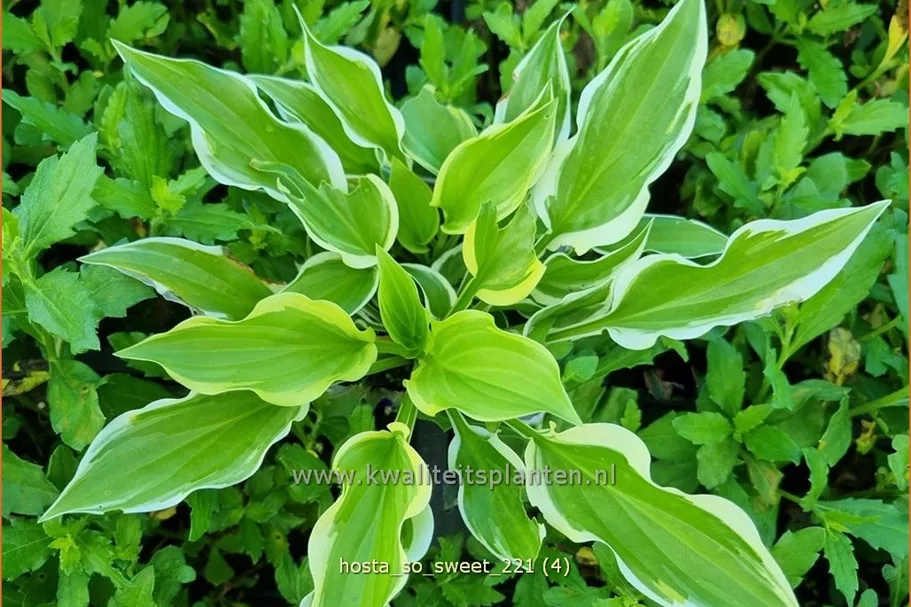 Hosta plantaginea 'So Sweet'