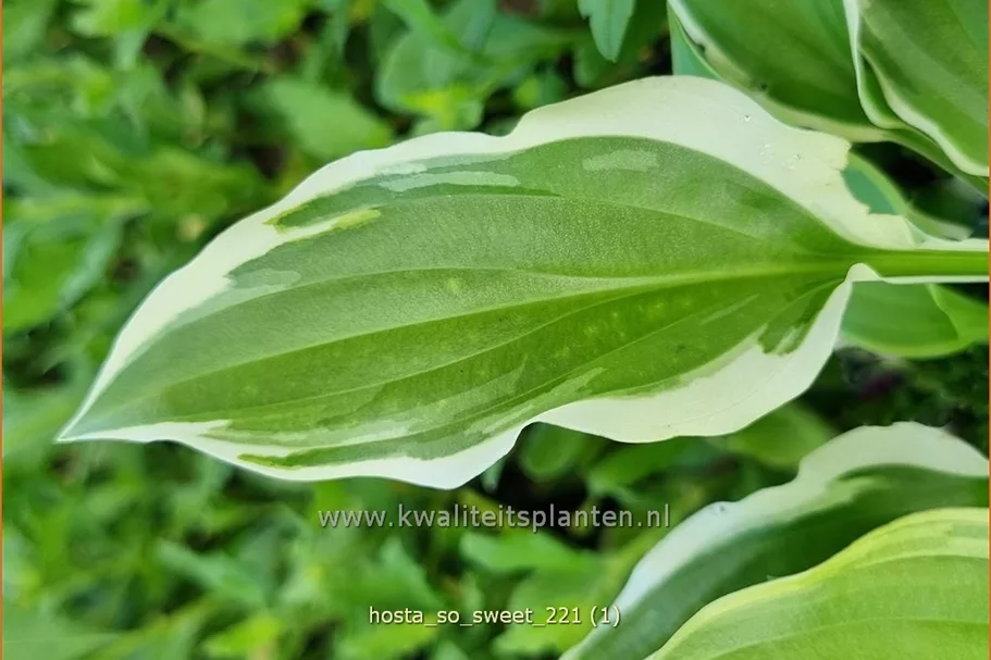 Hosta plantaginea 'So Sweet'