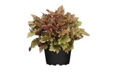 Heuchera 'Marmalade'(s)