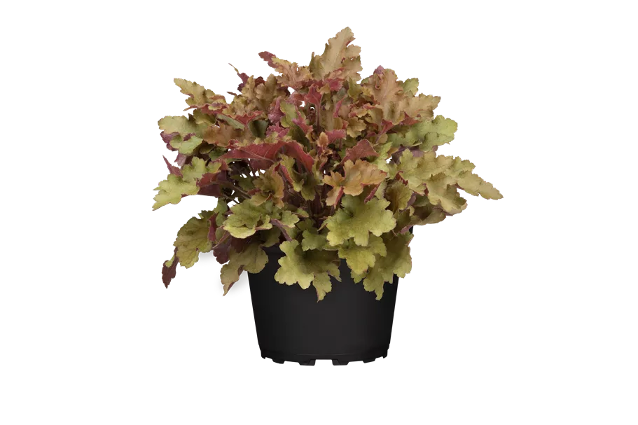 Heuchera 'Marmalade'(s)