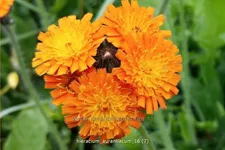 Hieracium aurantiacum