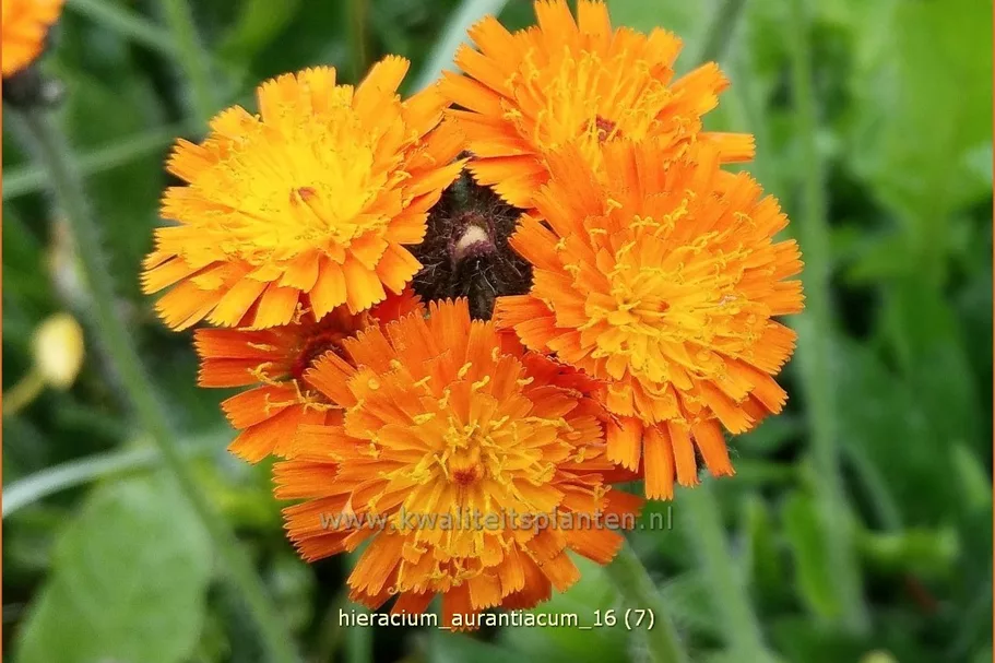 Hieracium aurantiacum