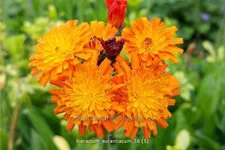 Hieracium aurantiacum