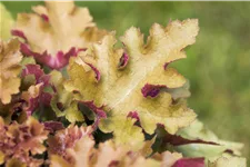 Heuchera 'Marmalade'(s)