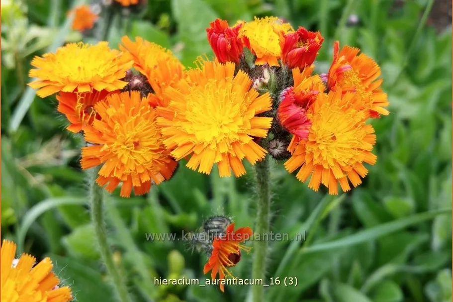 Hieracium aurantiacum