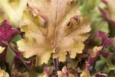 Heuchera 'Marmalade'(s)