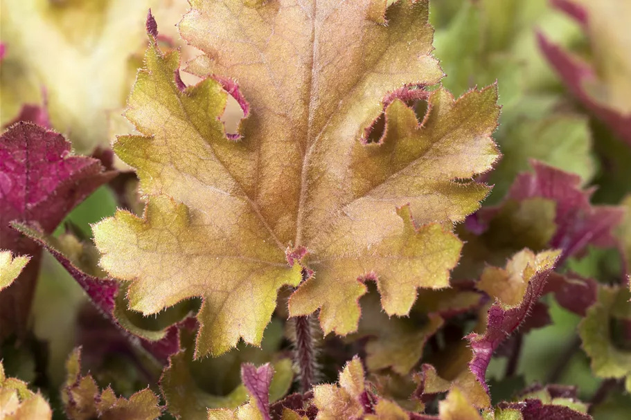 Heuchera 'Marmalade'(s)