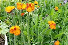 Hieracium aurantiacum