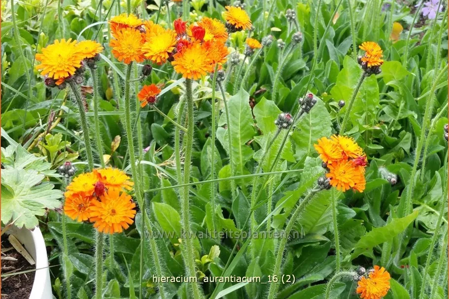 Hieracium aurantiacum