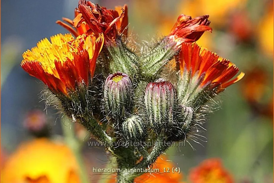Hieracium aurantiacum
