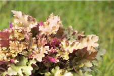 Heuchera 'Marmalade'(s)