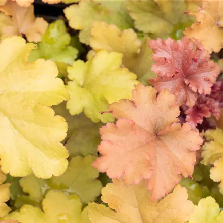 Heuchera 'Marmalade'(s)