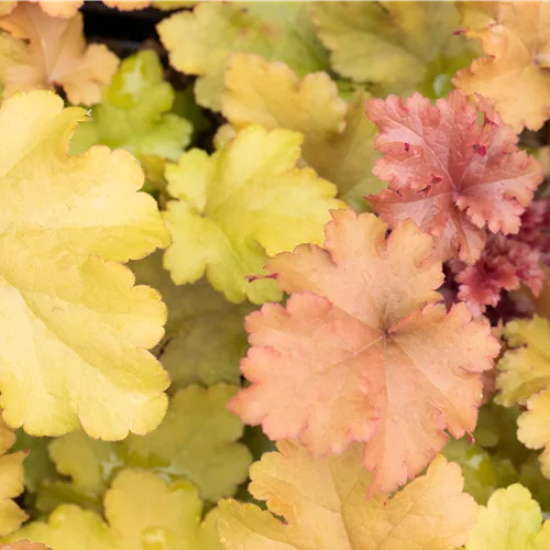 Heuchera 'Marmalade'(s)