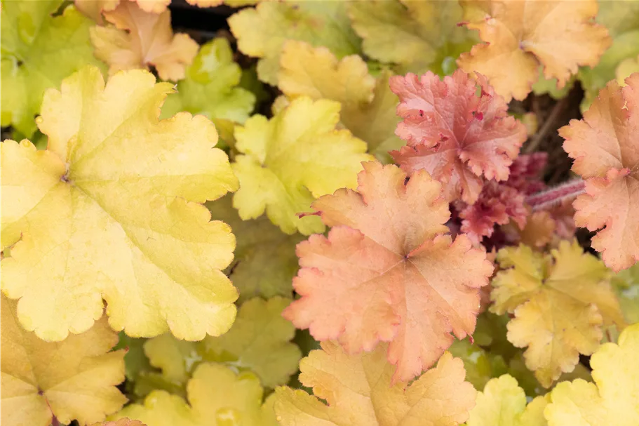 Heuchera 'Marmalade'(s)