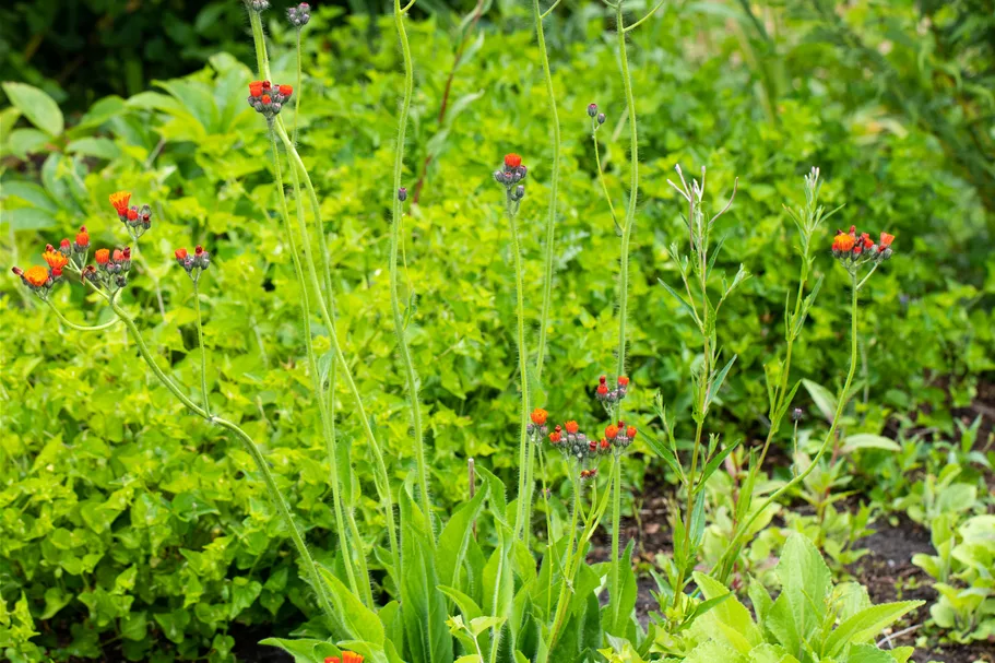 Hieracium aurantiacum