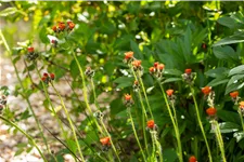 Hieracium aurantiacum