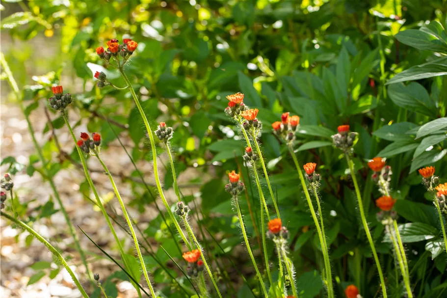 Hieracium aurantiacum