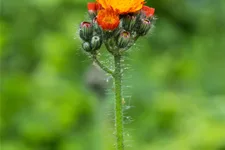Hieracium aurantiacum