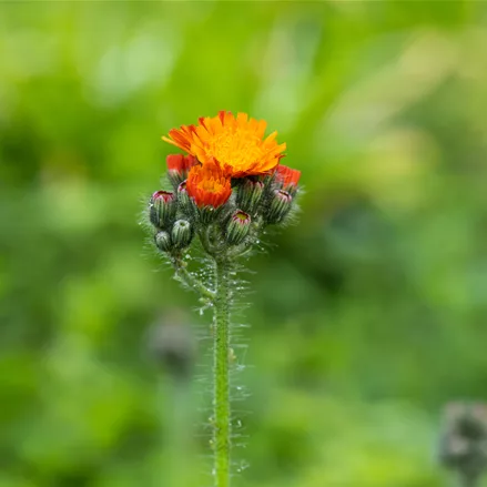Hieracium aurantiacum