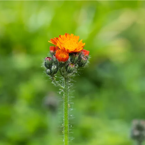 Hieracium aurantiacum