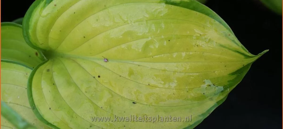 Hosta 'Stained Glass'