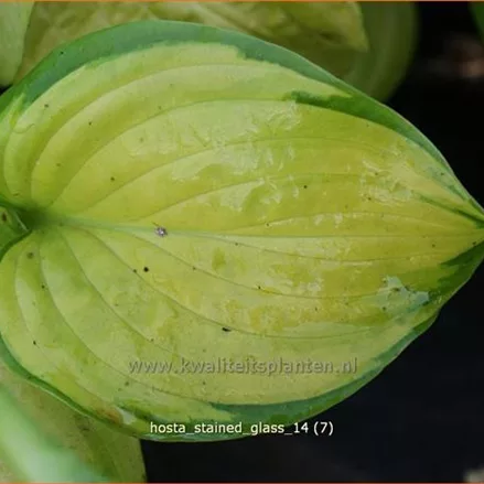 Hosta 'Stained Glass'