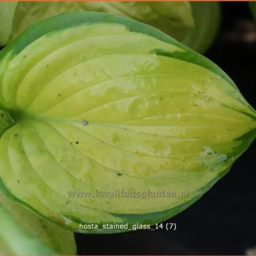 Hosta 'Stained Glass'