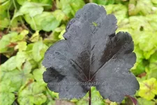 Heuchera 'Black Pearl'