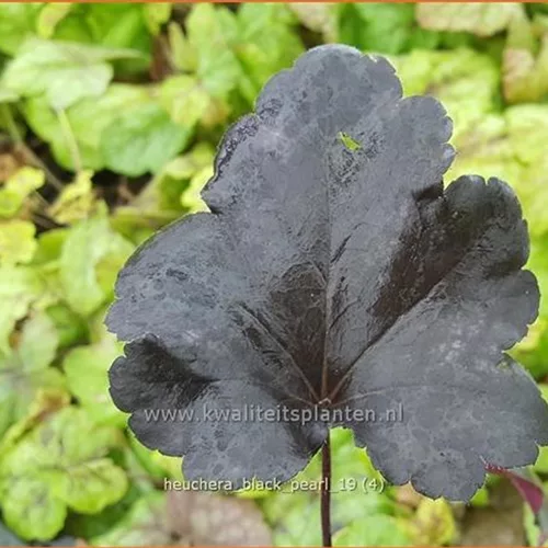 Heuchera 'Black Pearl'