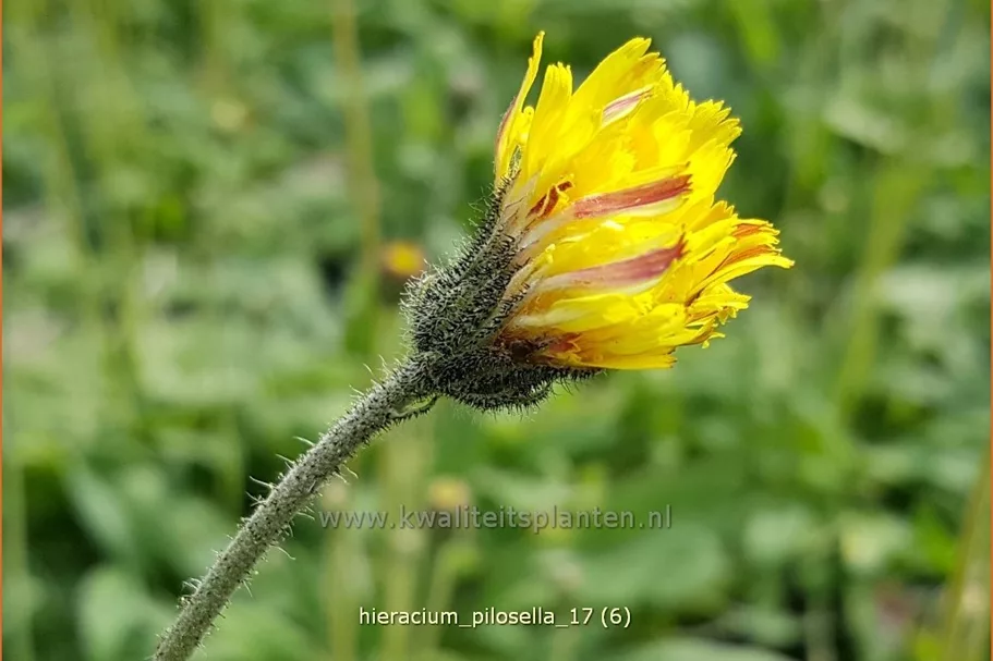 Hieracium pilosella