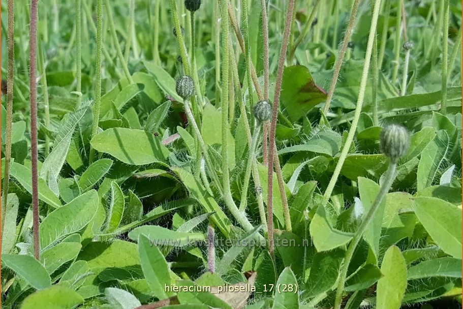 Hieracium pilosella