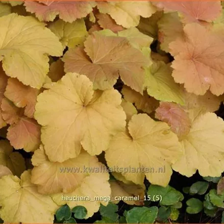 Heuchera villosa 'Mega Caramel'