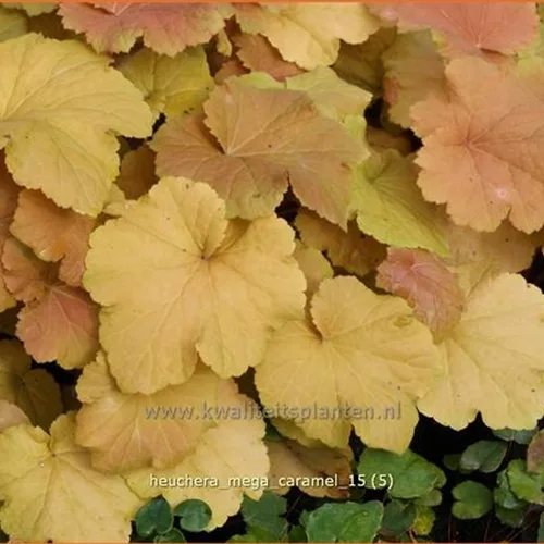 Heuchera villosa 'Mega Caramel'